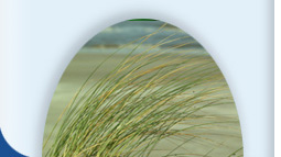 Helmgras in de duinen